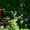 Salvia verbenaca